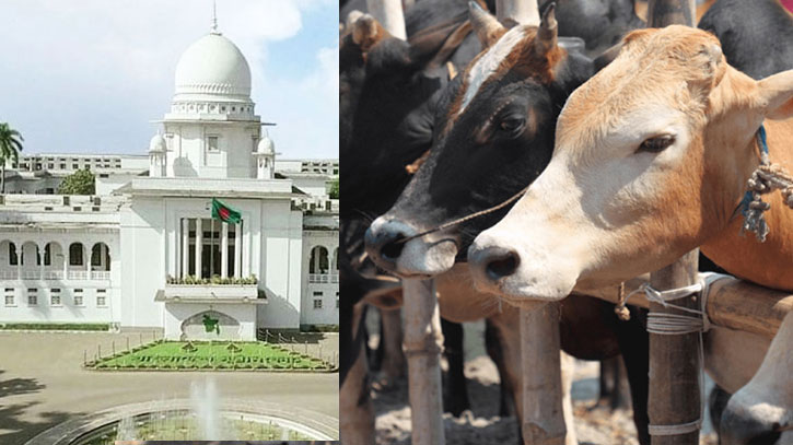 আদেশ বহাল: আফতাবনগরে বসানো যাবে না গরুর হাট